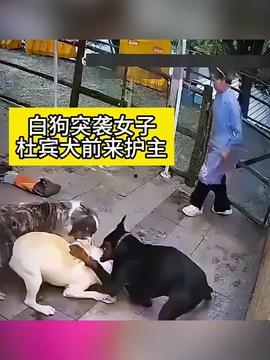 打狗狗视频,关爱动物，从尊重生命开始