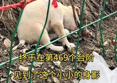 打狗狗视频,关爱动物，从尊重生命开始