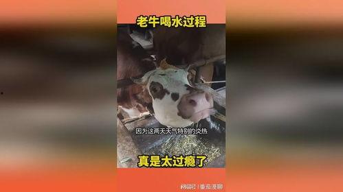 牛喝水视频,自然和谐的画面捕捉
