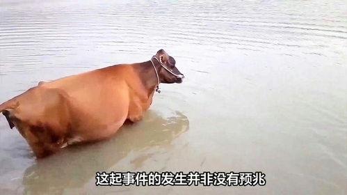 牛喝水视频,自然和谐的画面捕捉