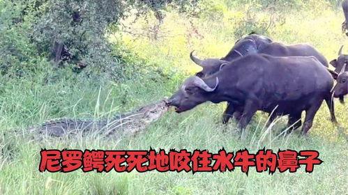 牛喝水视频,自然和谐的画面捕捉