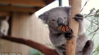 考拉的视频,跟随考拉视频探索树袋熊的日常