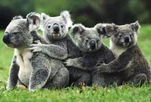 考拉的视频,跟随考拉视频探索树袋熊的日常