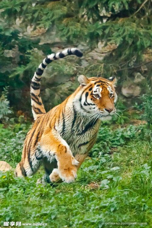 老虎奔跑视频,揭秘老虎疾驰瞬间