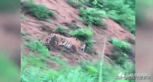 老虎奔跑视频,揭秘老虎疾驰瞬间