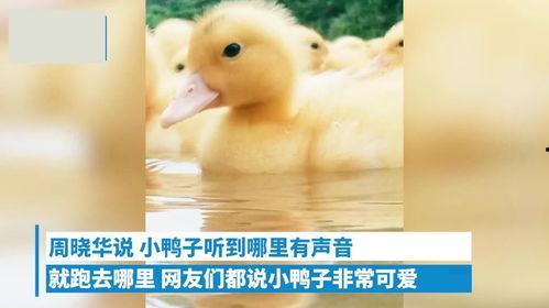 搞笑小黄鸭视频,萌态可掬萌翻网友