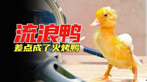 搞笑小黄鸭视频,萌态可掬萌翻网友