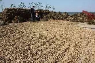 落花生视频,探寻落花生的魅力与价值