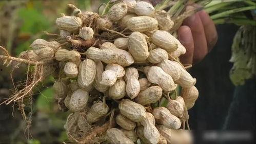 落花生视频,探寻落花生的魅力与价值