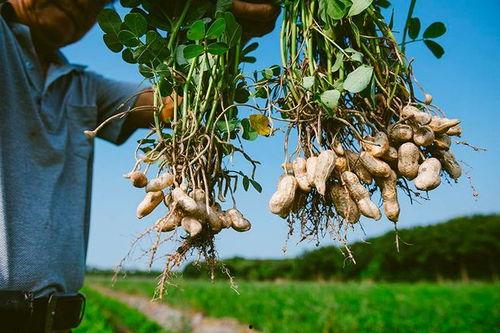 落花生视频,探寻落花生的魅力与价值