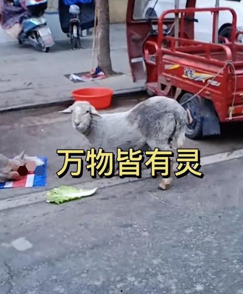 杀羊的视频,揭秘杀羊全过程