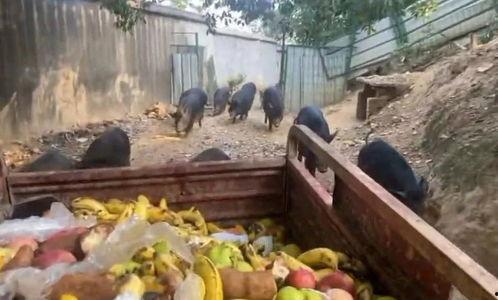 杀猪场视频,视频曝光养殖业的残酷真相