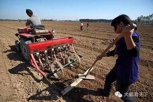 播种小麦视频,春耕时节的田野画卷