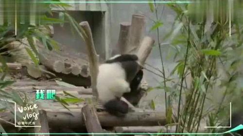 美女动态视频,美女动态视频惊艳呈现