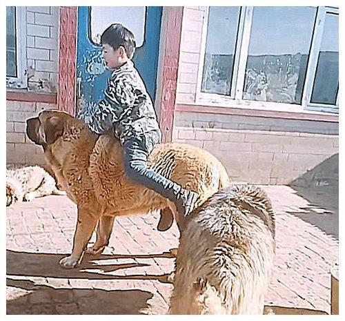 大狗叫视频,捕捉萌宠瞬间，萌态可掬引网友热议