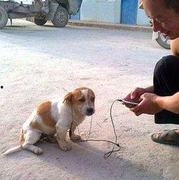 大狗叫视频,捕捉萌宠瞬间，萌态可掬引网友热议