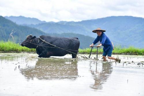 耕田视频,探寻传统农耕文化的魅力与传承