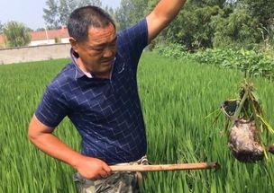 耕田视频,探寻传统农耕文化的魅力与传承