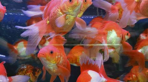 鱼儿鱼儿水中游视频,鱼儿游动之美