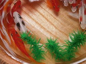 鱼儿鱼儿水中游视频,鱼儿游动之美