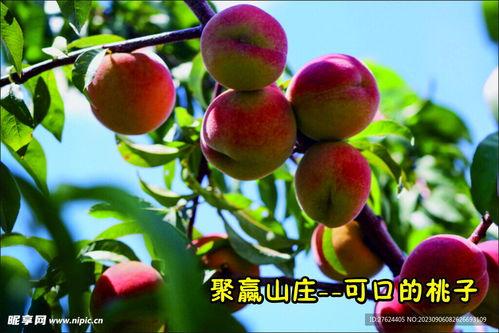 桃子的视频