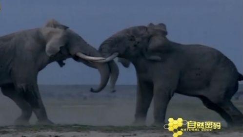 大象打架视频,一场震撼人心的力量较量