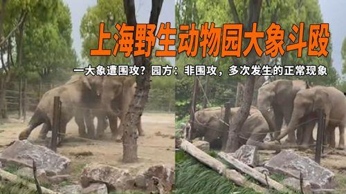 大象打架视频,一场震撼人心的力量较量