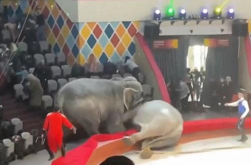 大象打架视频,一场震撼人心的力量较量