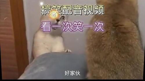 配音搞笑视频,笑点满满！配音搞笑视频带你领略欢乐时光