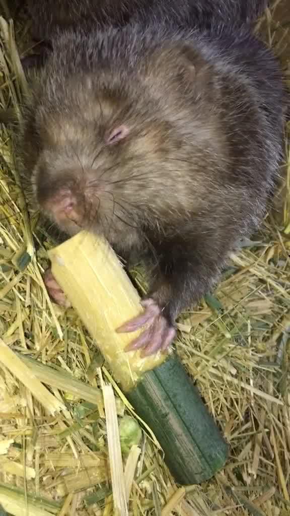 养殖竹鼠视频,从视频看高效养殖秘诀