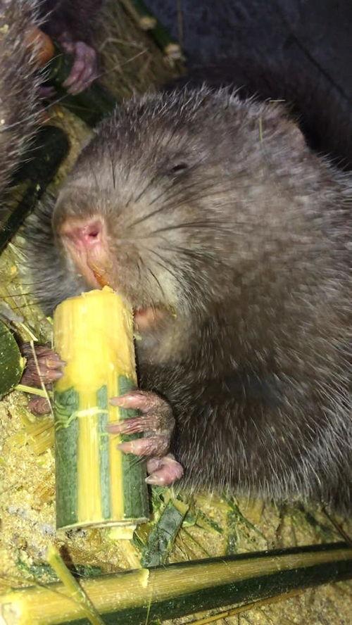 养殖竹鼠视频,从视频看高效养殖秘诀