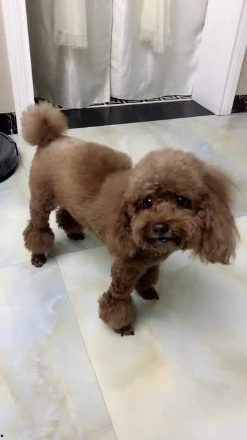 狗小视频,狗小视频里的欢乐时光