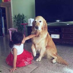 狗小视频,狗小视频里的欢乐时光