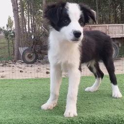 牧羊犬视频,忠诚守护与团队协作的生动写照