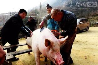 宰猪视频