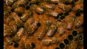 密蜂视频,揭秘蜜蜂世界的奇妙之旅